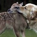 funny dog 4