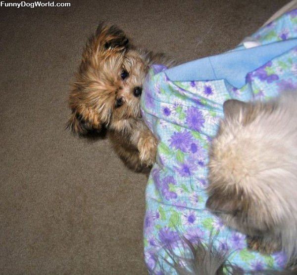 Gimme Blanket