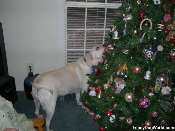 Ginger And The Tree