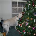 funny dog 5