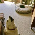 Give Me My Bed Back