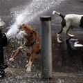 Give Us The Water