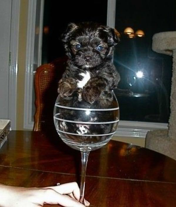 Glass Of Puppy