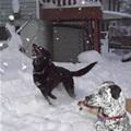 funny dog 5