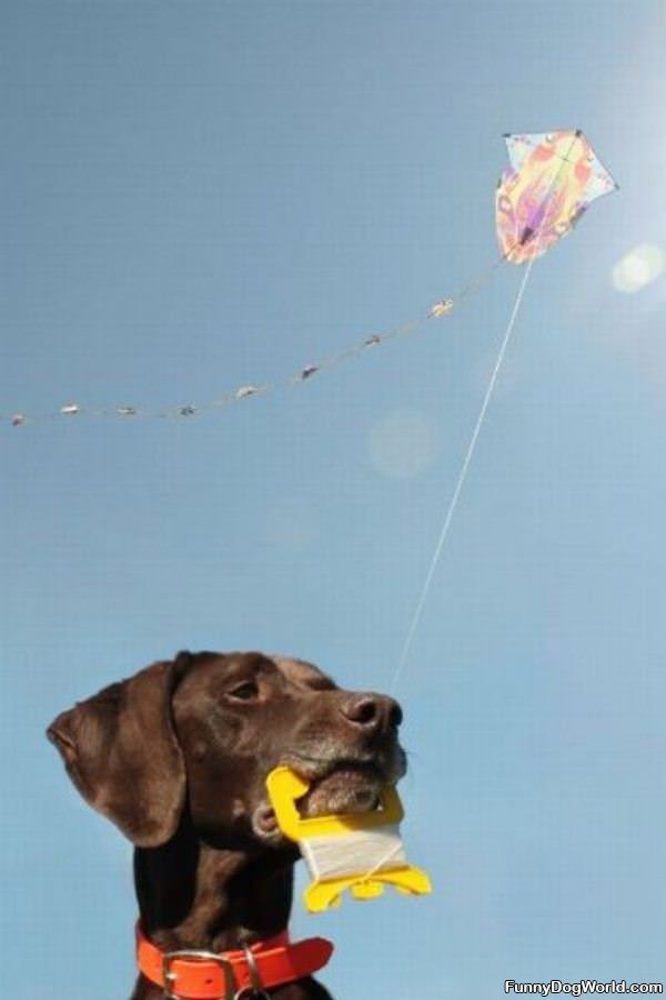 Go Fly A Kite