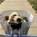 Go For A Nice Walk
