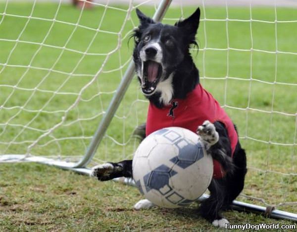 Goalie