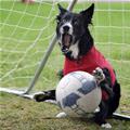 Goalie