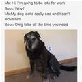 funny dog 2