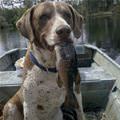 funny dog 4