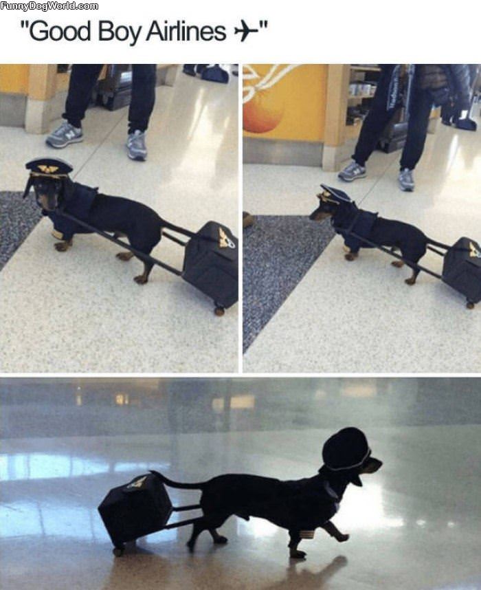 Good Boy Airlines