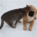 funny dog 1