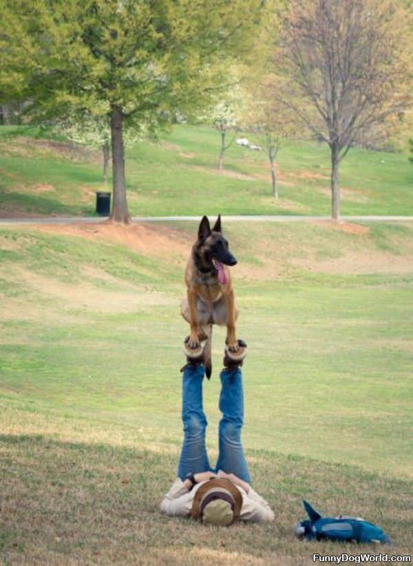 Good Dog Balance