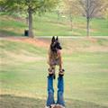 Good Dog Balance