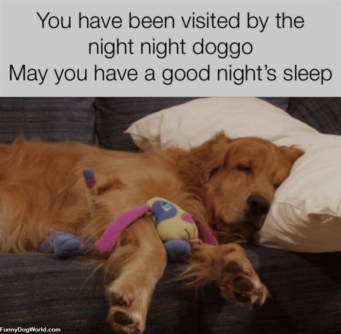 Good Night Doggo