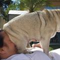 funny dog 4