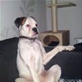 funny dog 2