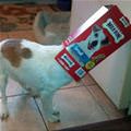 Got A Milkbone