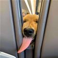 funny dog 4