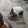 funny dog 2