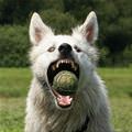 Got Me A Ball