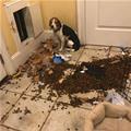 funny dog 3