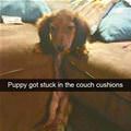funny dog 4