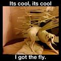 funny dog 4
