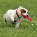 Got The Frisby