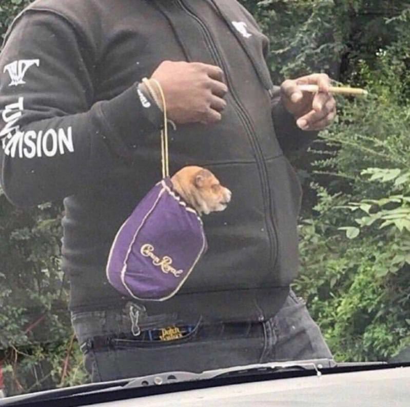 Got The Puppy In The Bag