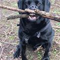 funny dog 2