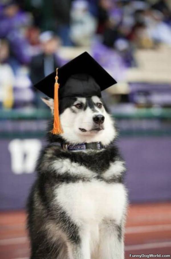 Graduation Dog