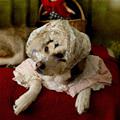 Grandma Dog