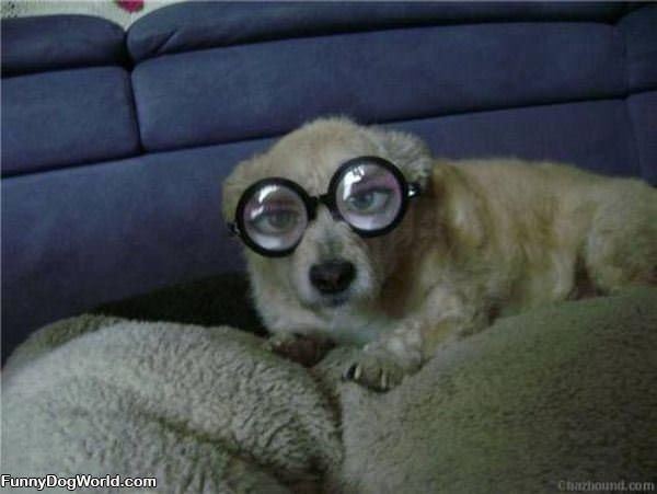 Great Dog Glasses