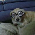 funny dog 2