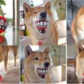 funny dog 4