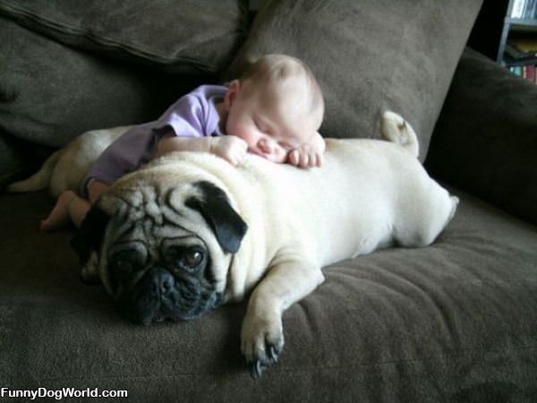 Great Pillow Pug