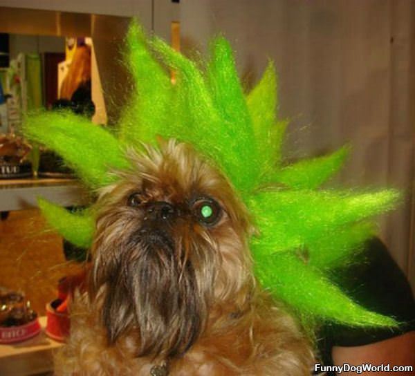 Green Hair Dog