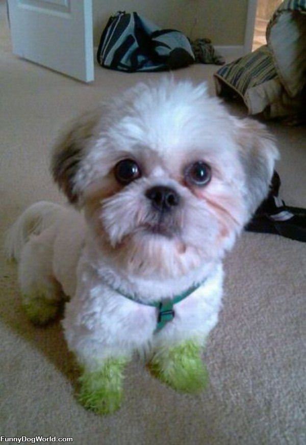 Green_Paws Green Paws