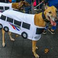 Greyhoud Dogs