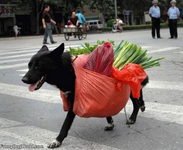 Grocerie Dog