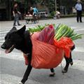 funny dog 2