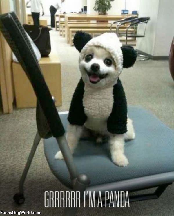 Grr Im A Panda