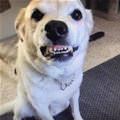 Grrrrrrr
