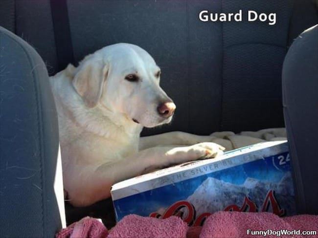 Guard Dog