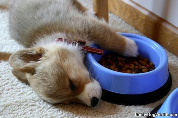 Guarding His Bowl