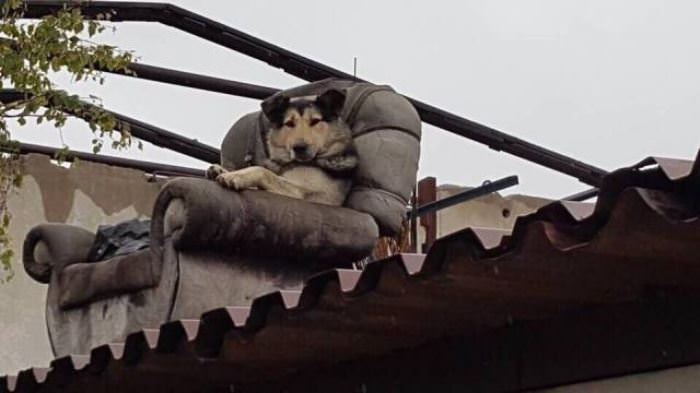 Guarding The House In Style