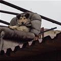 Guarding The House In Style