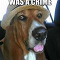funny dog 1