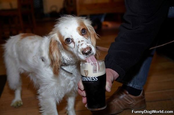 Guiness Dog